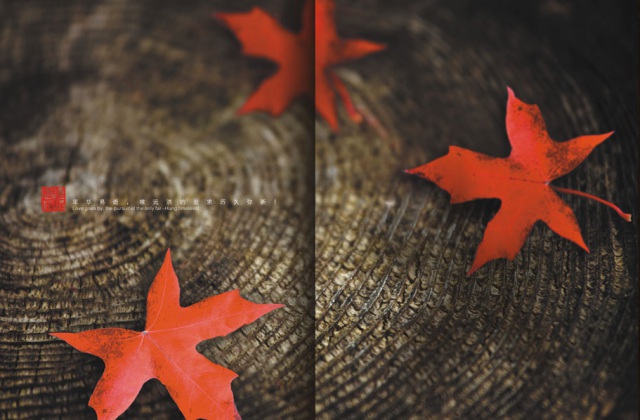 畫冊設(shè)計-遠紅楓林畫冊設(shè)計